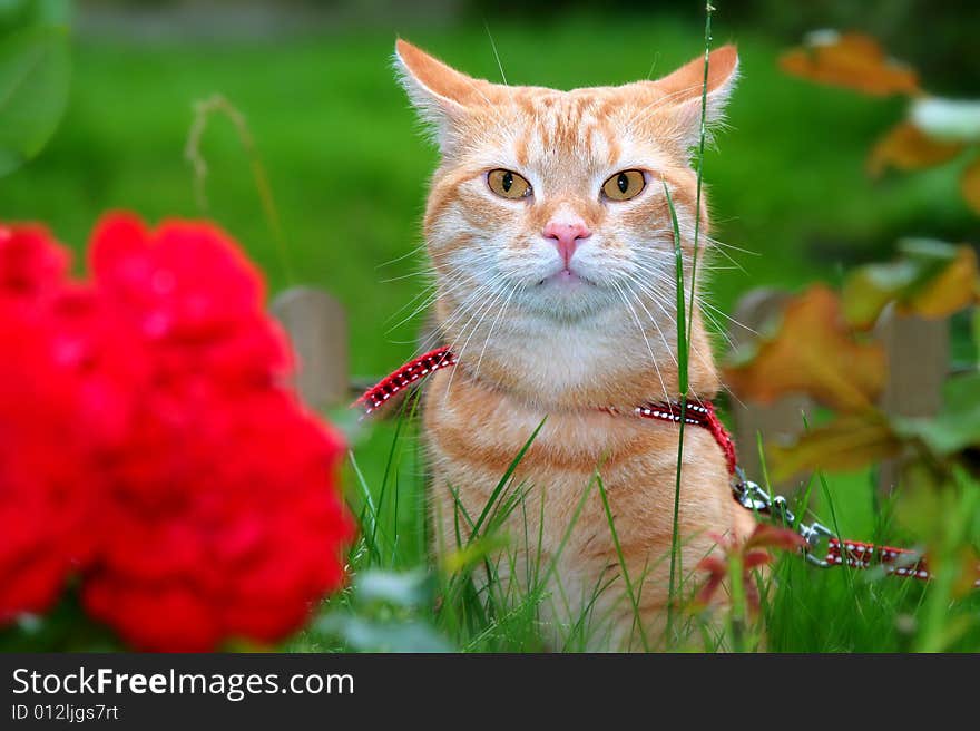 Ginger cat in the garden