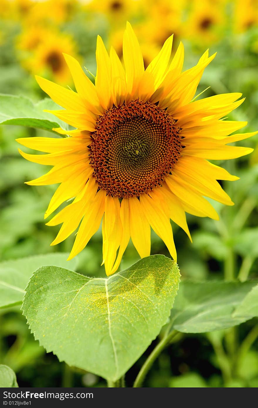 Sunflower with pollen