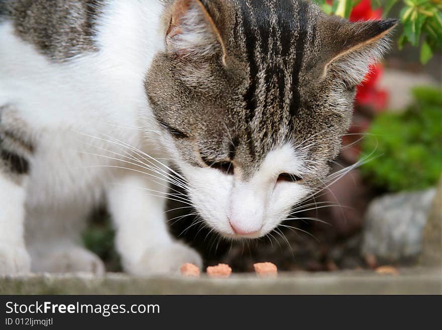 A young cat focus at something. A young cat focus at something