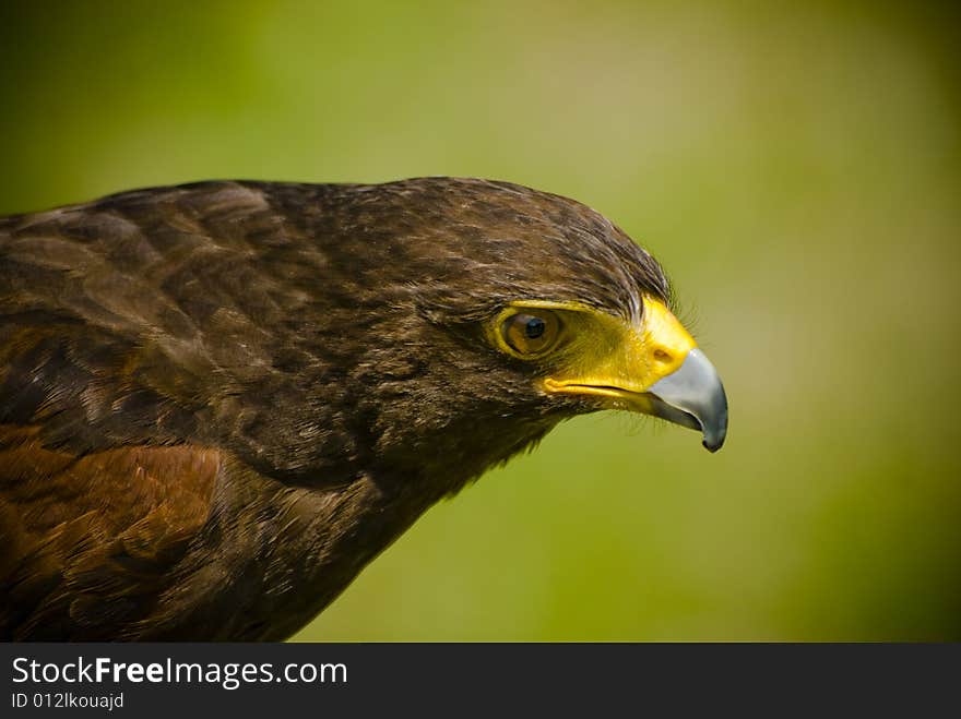 Immature Bald Eagle