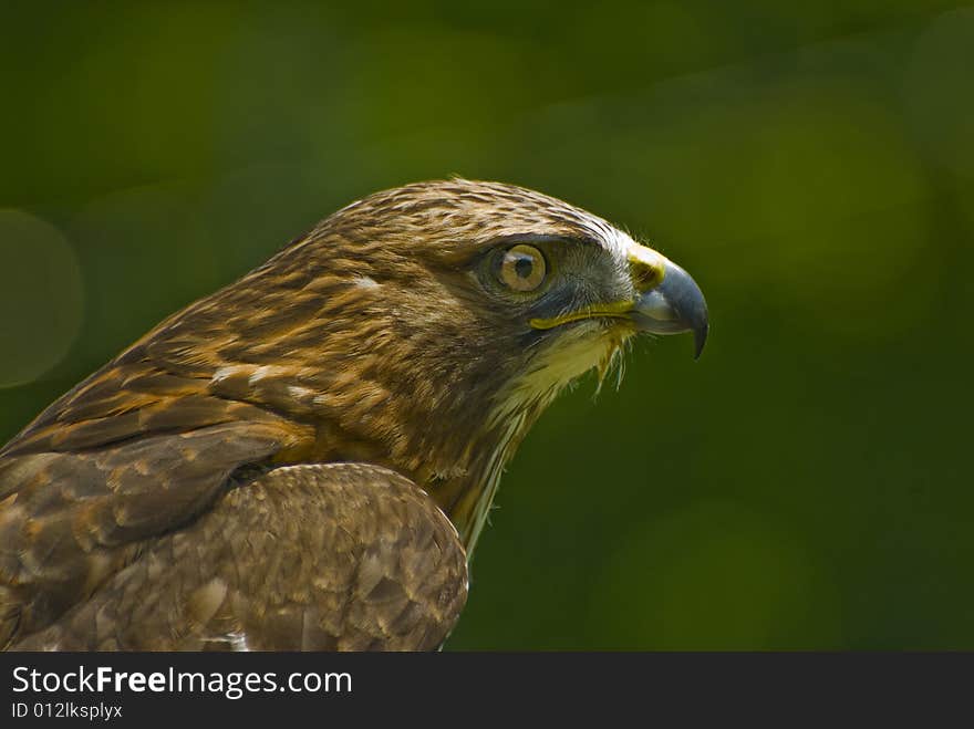 Immature Bald Eagle