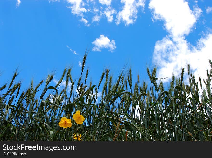 Field of wheat and several yellow flowers under beautiful blue cloudy sky. Field of wheat and several yellow flowers under beautiful blue cloudy sky