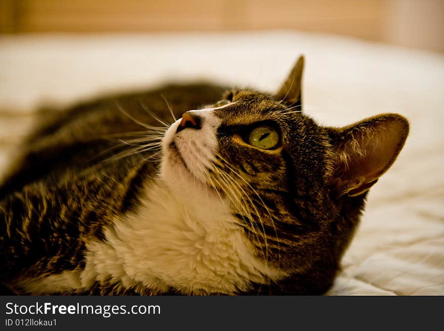 Tabby cat laying on the bed. Tabby cat laying on the bed