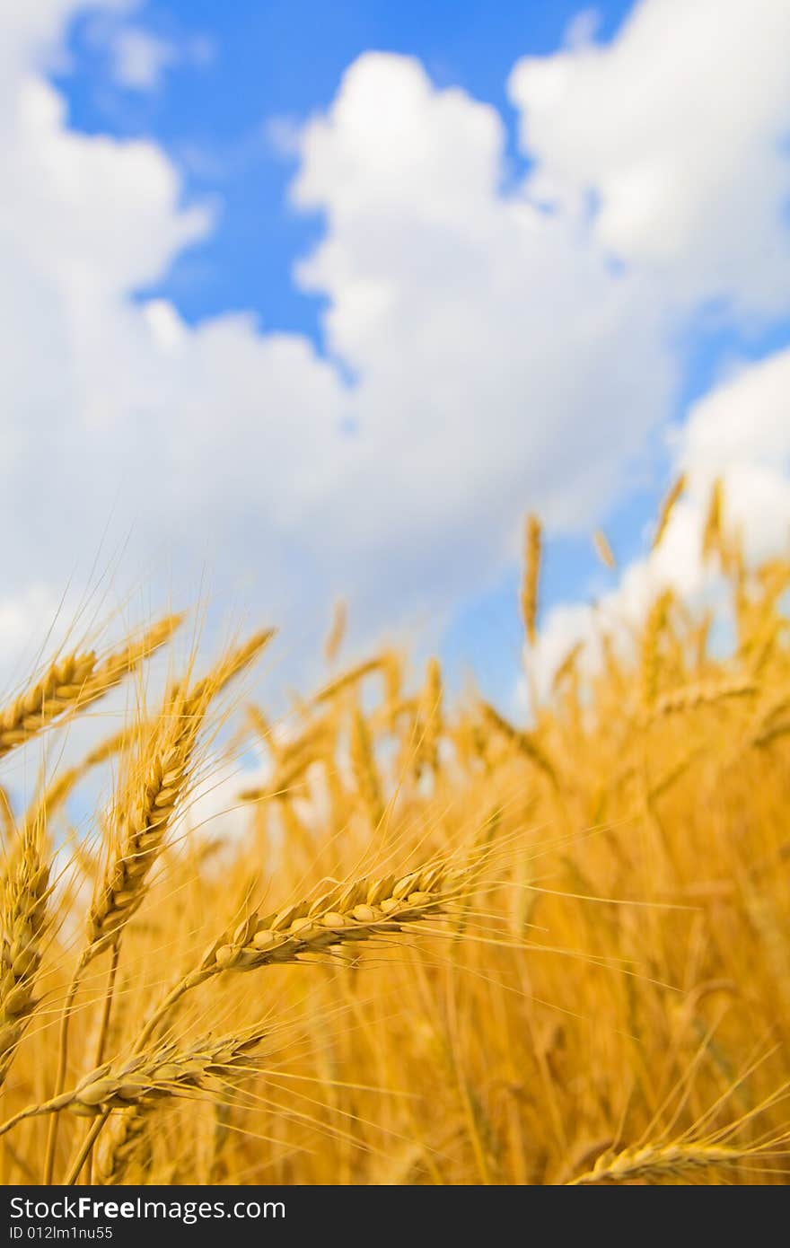 Golden colored weats with a sky background