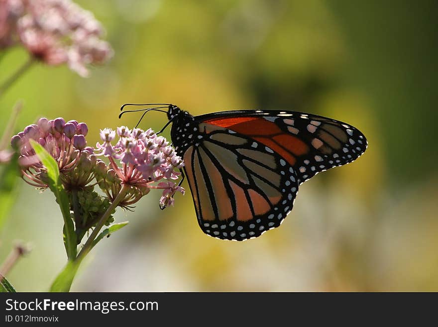 Butterfly and Blooms 3