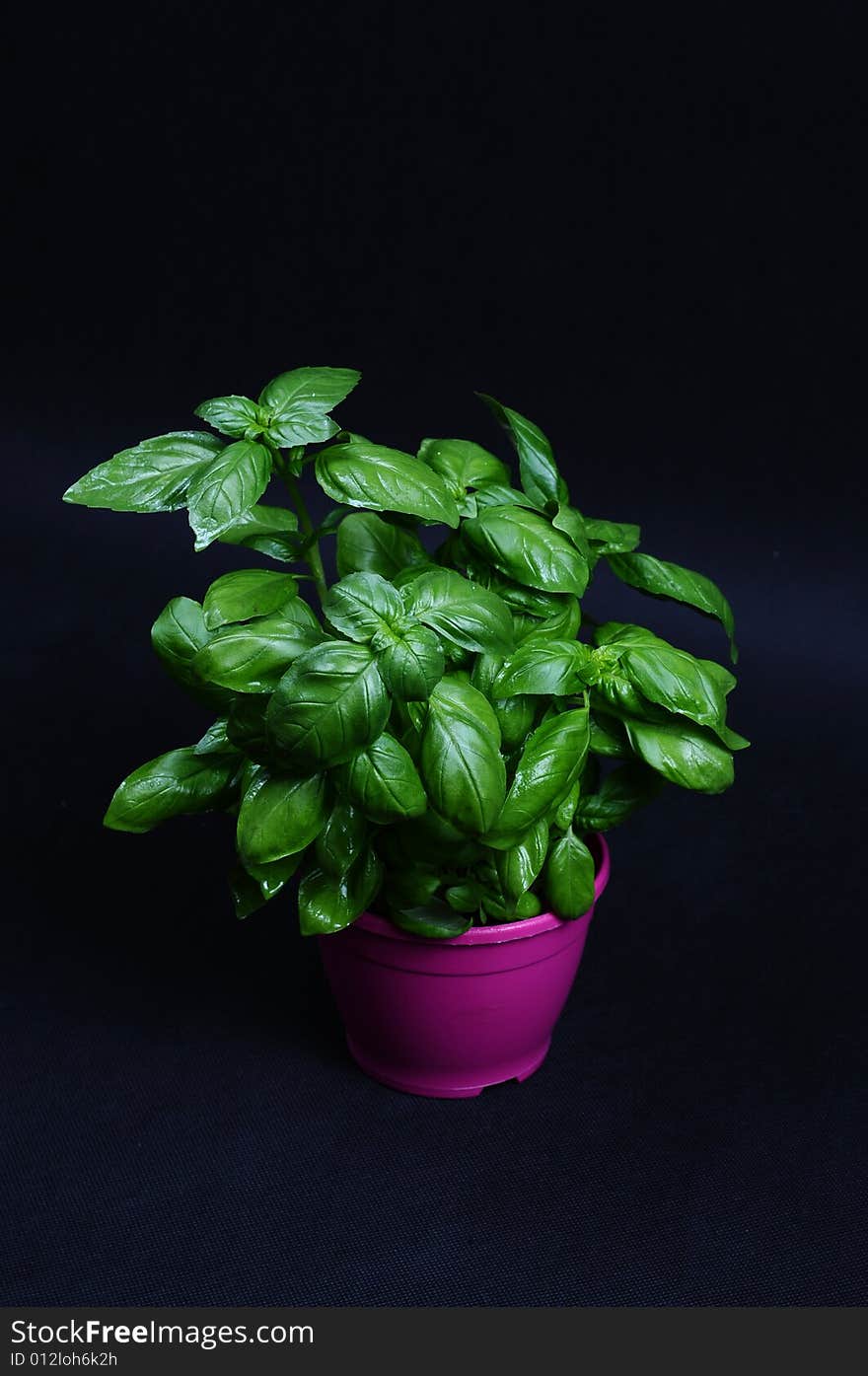 Image of a basil on black. Image of a basil on black