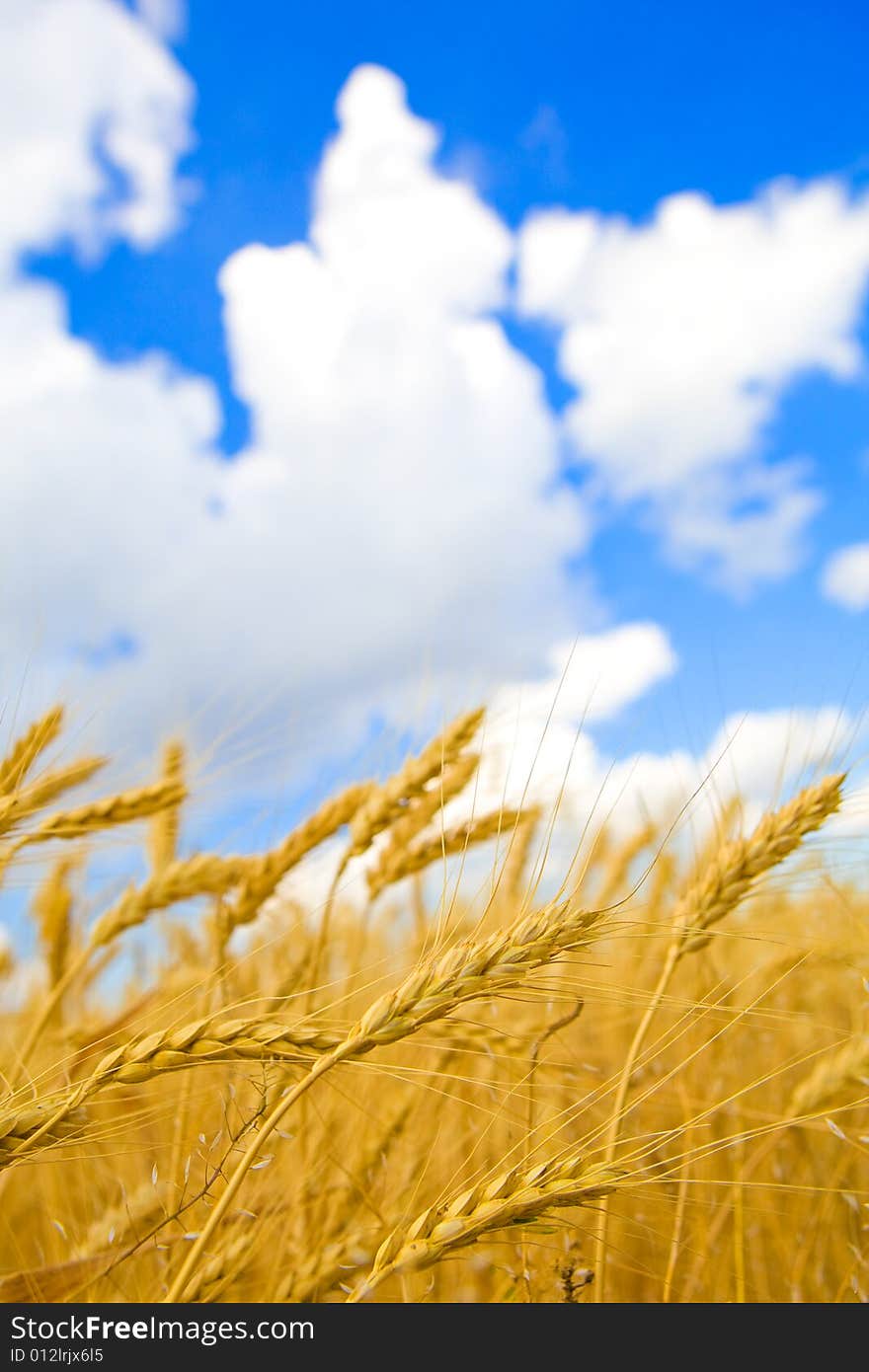 Background With Golden Wheat And Blue Sky