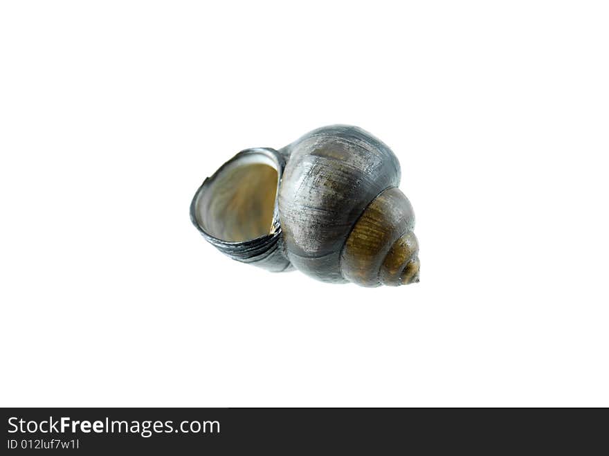 Snail Shell