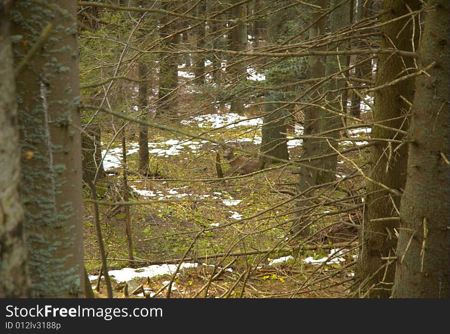 Deer between the forest in lso tatra. Deer between the forest in lso tatra.