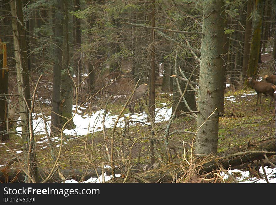 Deers brooding in mountains tatra