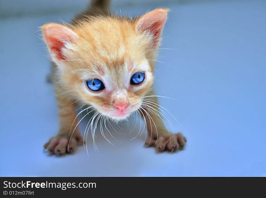 Small kitten lookling at something on a white plane surface.