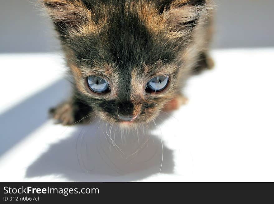 Small kitten lookling at something on a white plane surface.