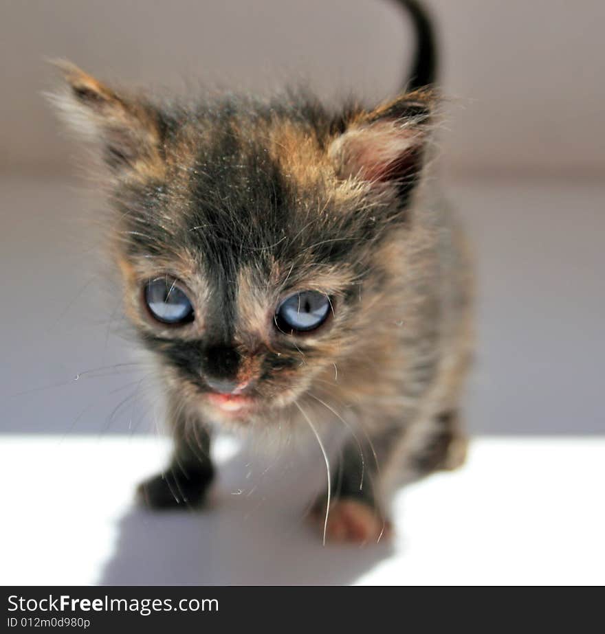 Small kitten lookling at something on a white plane surface.