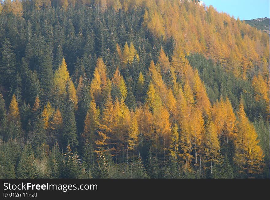 Forest in autumn.