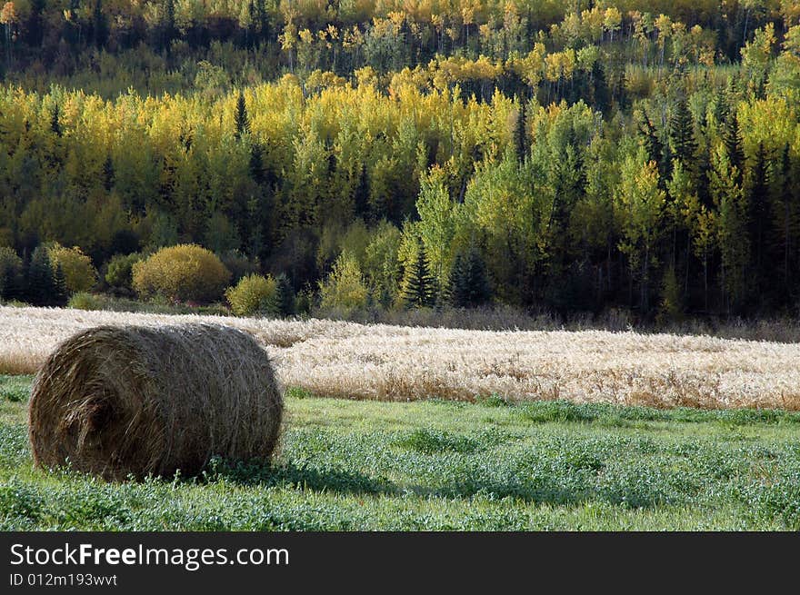 A picture of a hayroll on a beautiful field with a fall coloured forest in the backdrop. I took this photo in Northern British Columbia, Canada. A picture of a hayroll on a beautiful field with a fall coloured forest in the backdrop. I took this photo in Northern British Columbia, Canada.