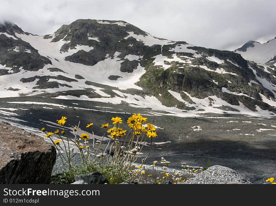 Yellow flowers and snowy mountain peak. Yellow flowers and snowy mountain peak