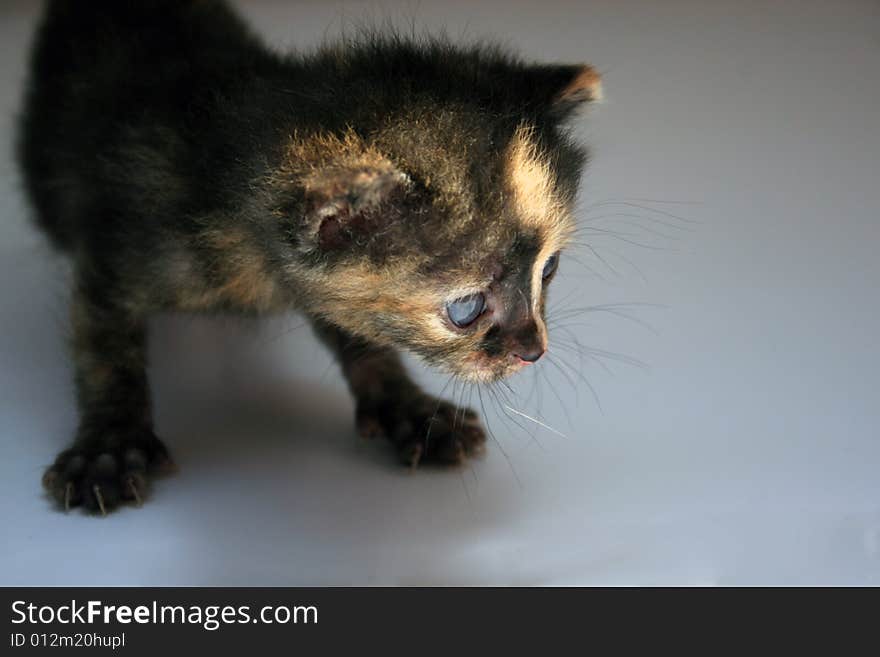 Small kitten lookling at something on a white plane surface.