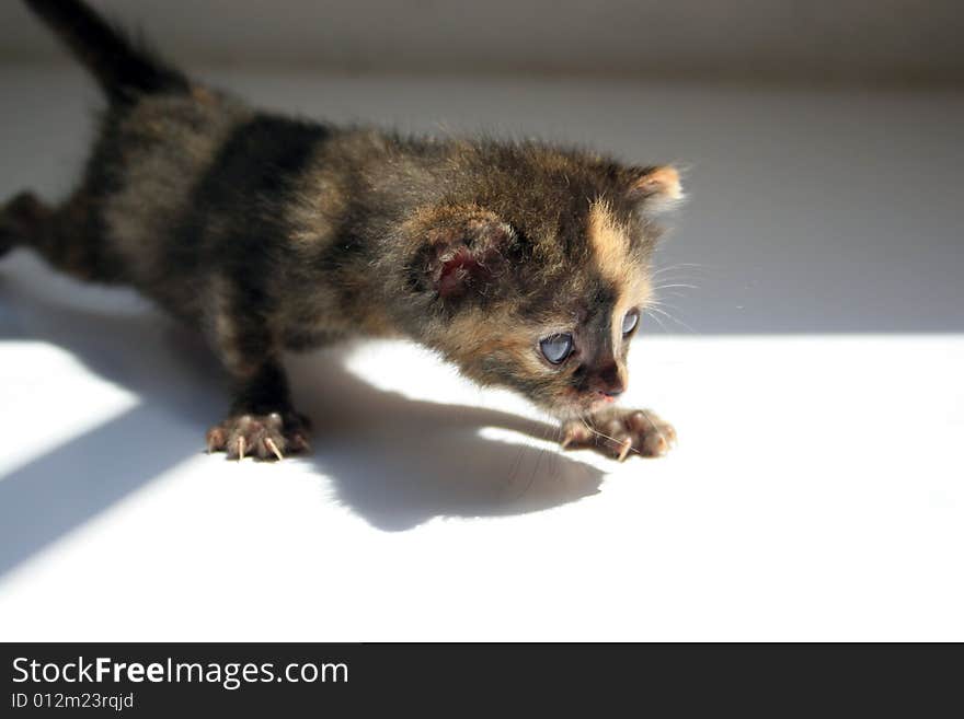 Small kitten lookling at something on a white plane surface.