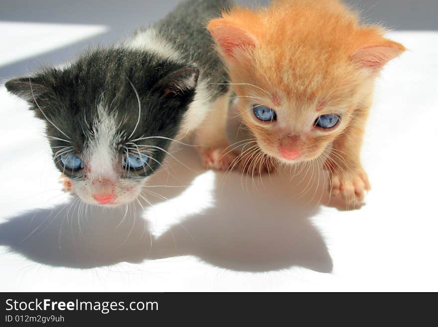 Small kitten lookling at something on a white plane surface.