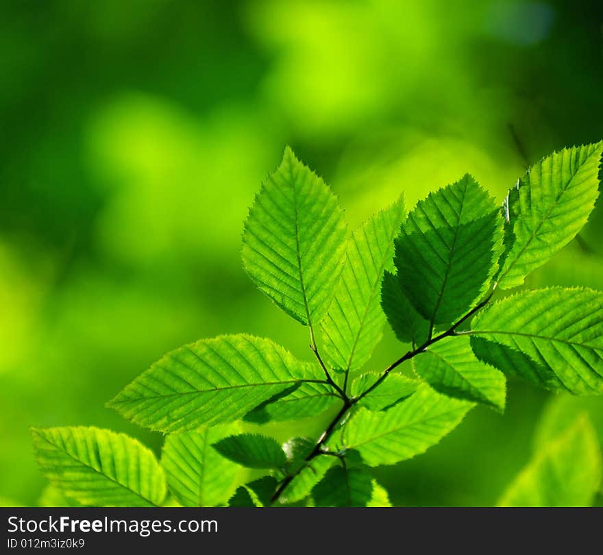 Green leaves background in sunny day