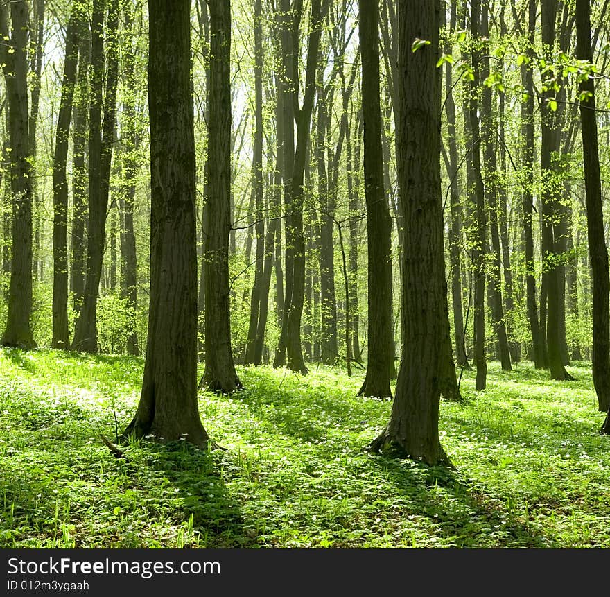 A breathtaking view as the sun shines through the forest on a misty day