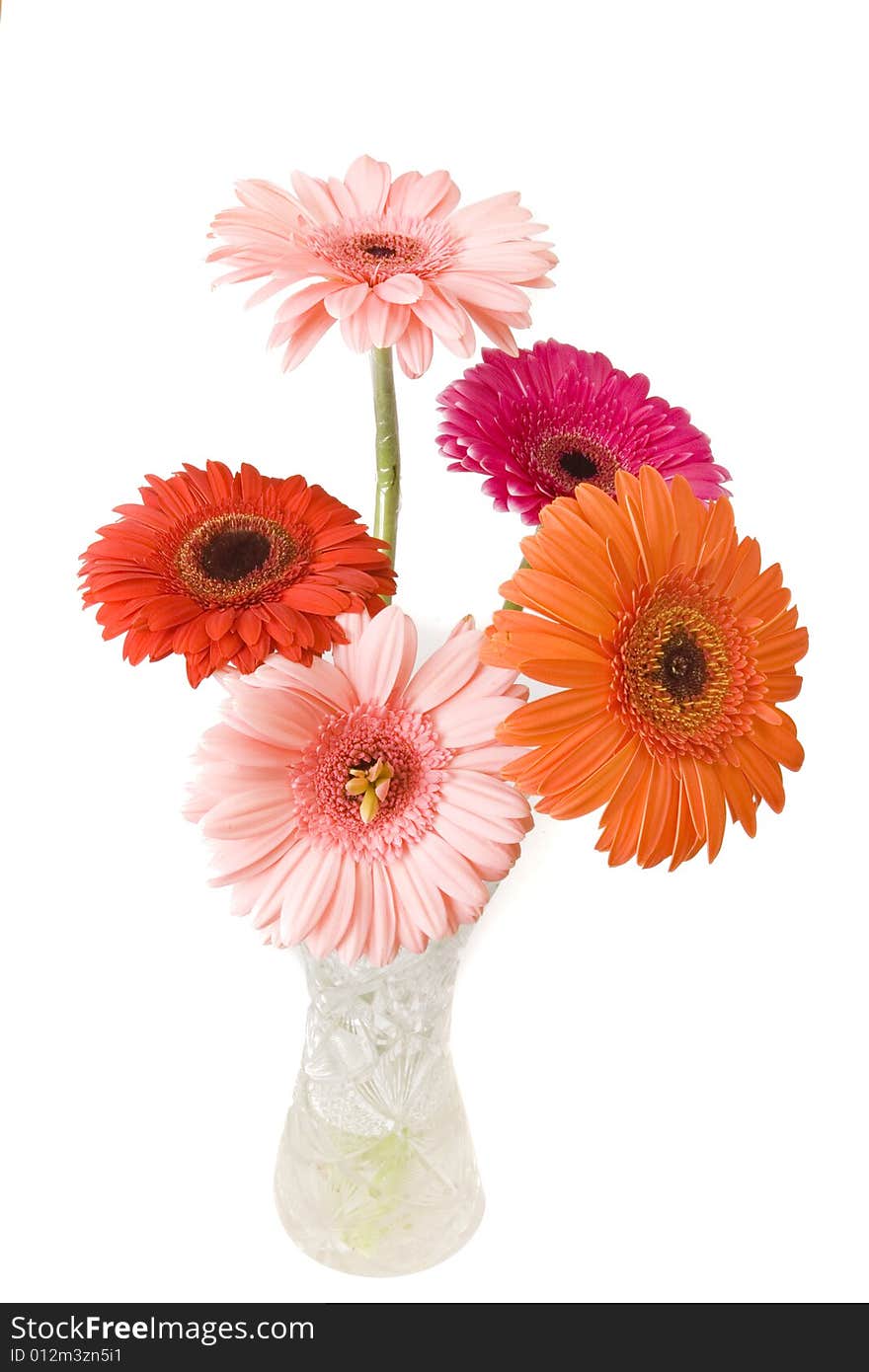 Bouquet of gerberas on white ground