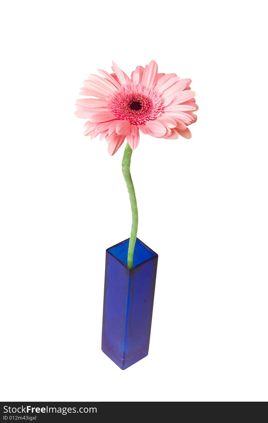 Pink Gerber in vase