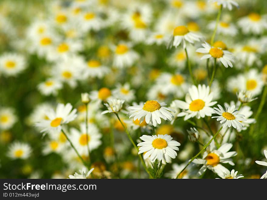 Blooming wild camomile flowers in the field