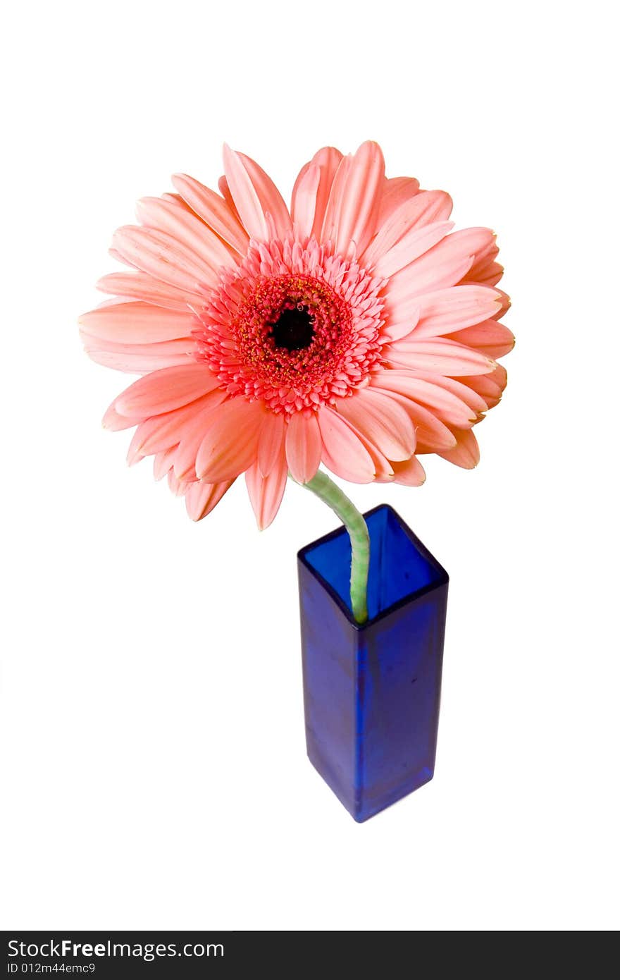 Pink Gerber in vase