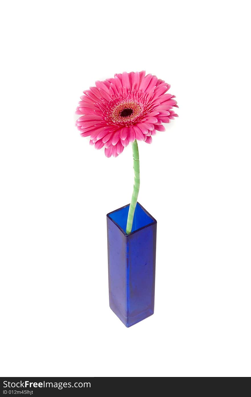 Purple Gerber In Vase