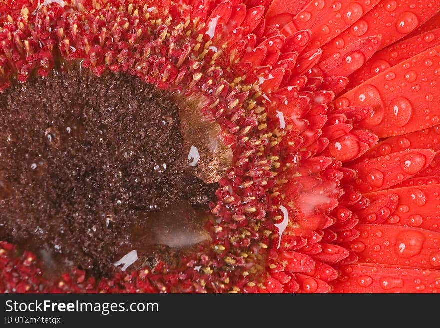 Red Gerbera with drops of water