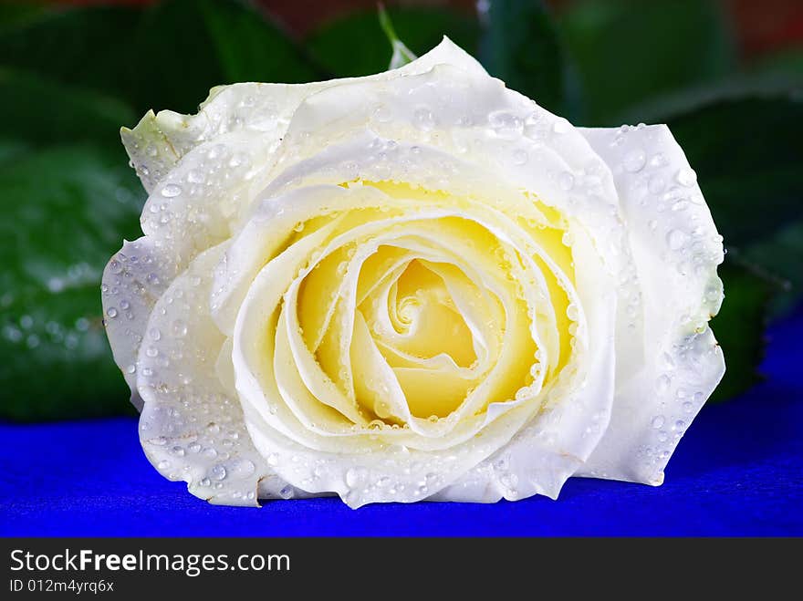 White rose is isolated on a  blue background