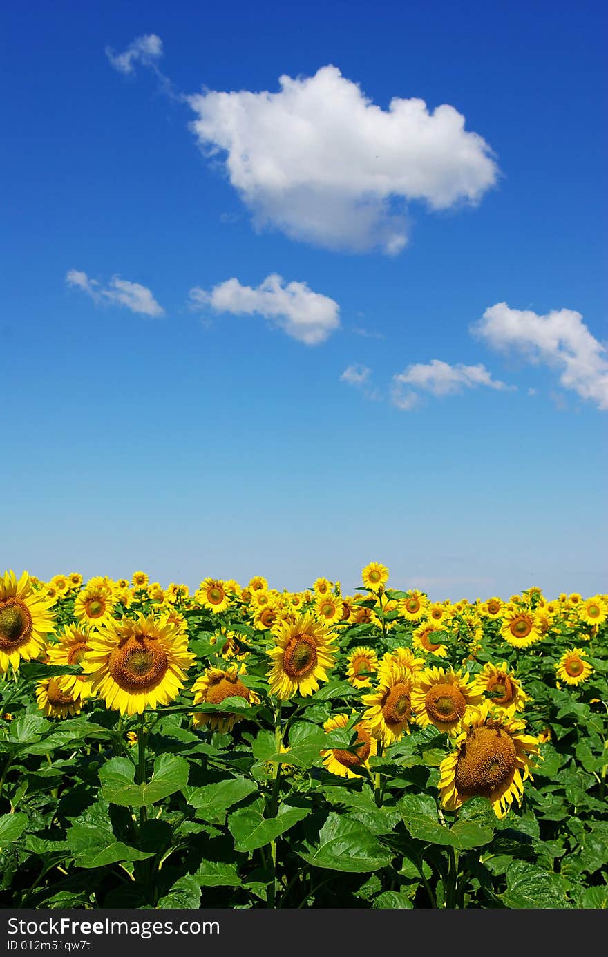 Sunflower field over cloudy blue sky