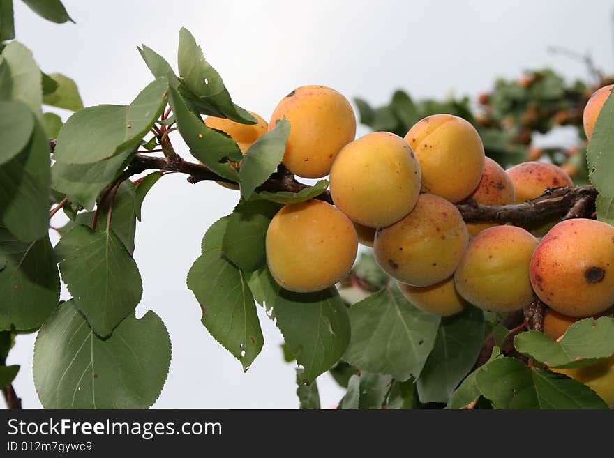 Branch of apricot