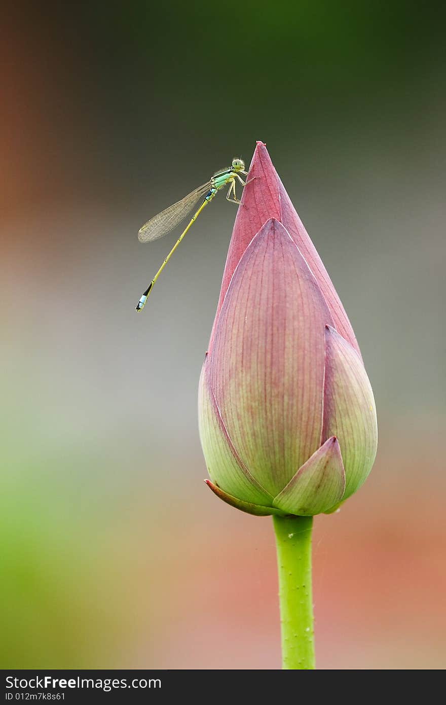 Damselfly on Lotus Bud