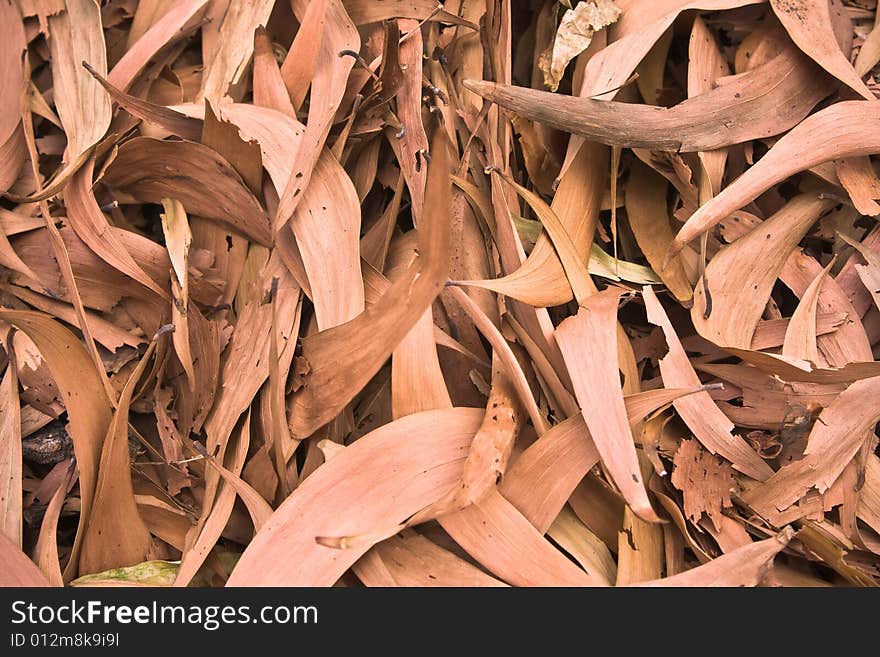 Dried Leaves