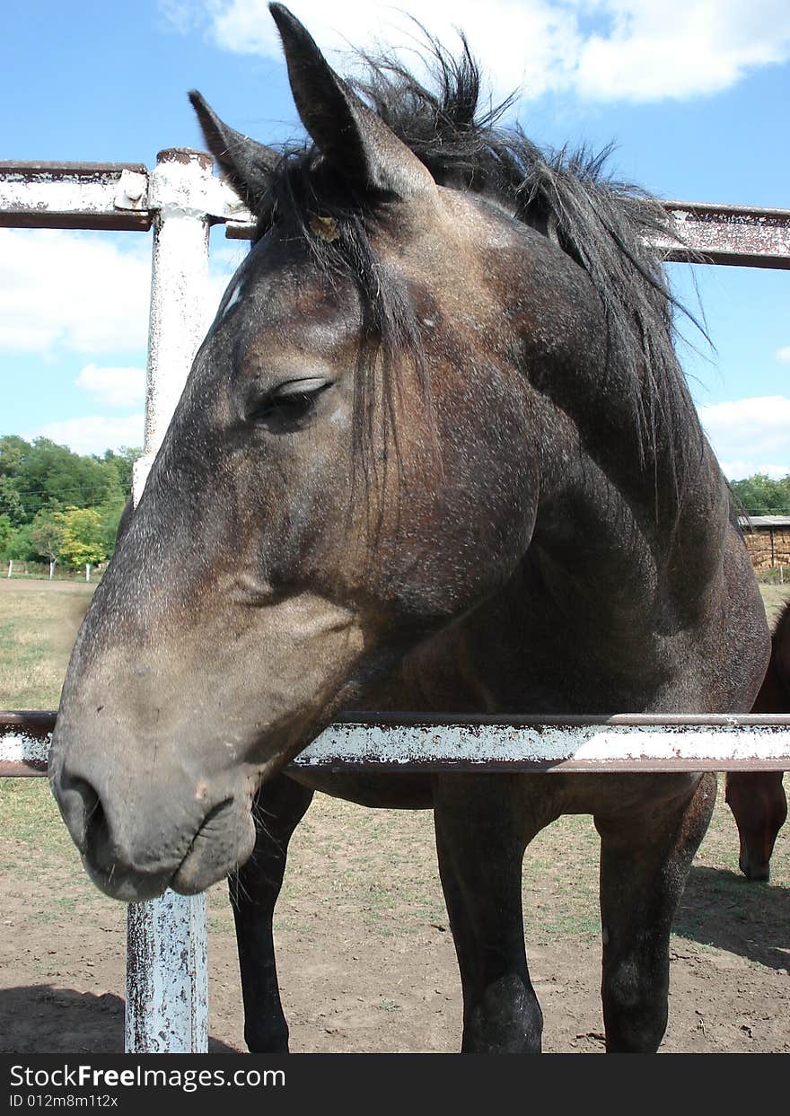 Beautiful black horse head in a horse farm. Beautiful black horse head in a horse farm