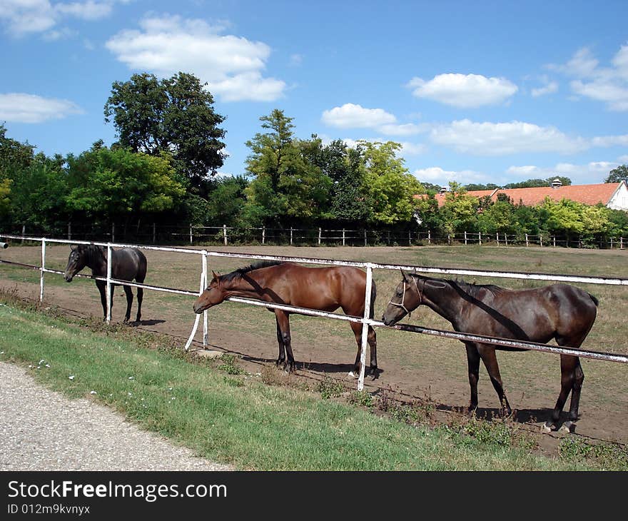 Beautiful horses