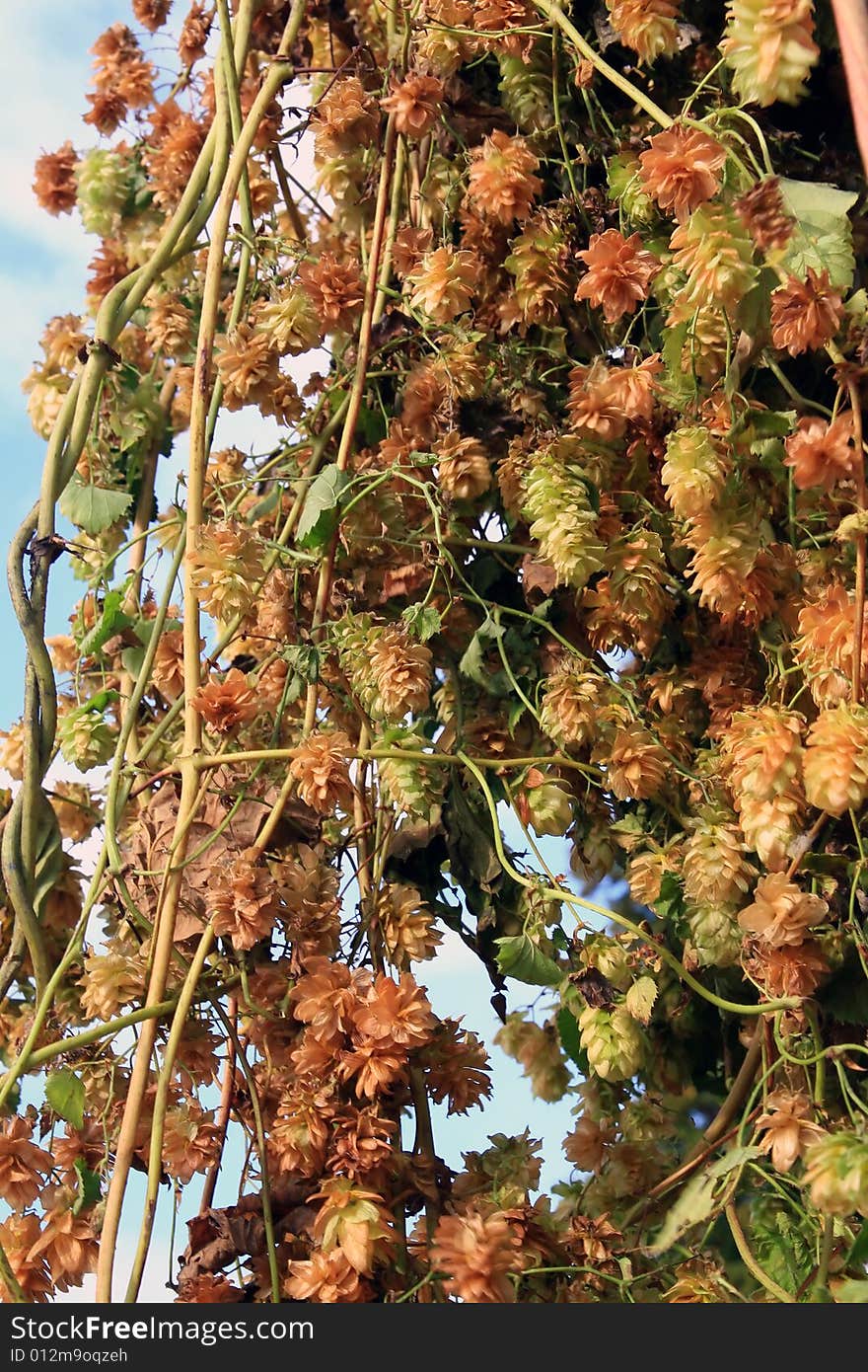 Dry hops plant oktoberfest backgrounds