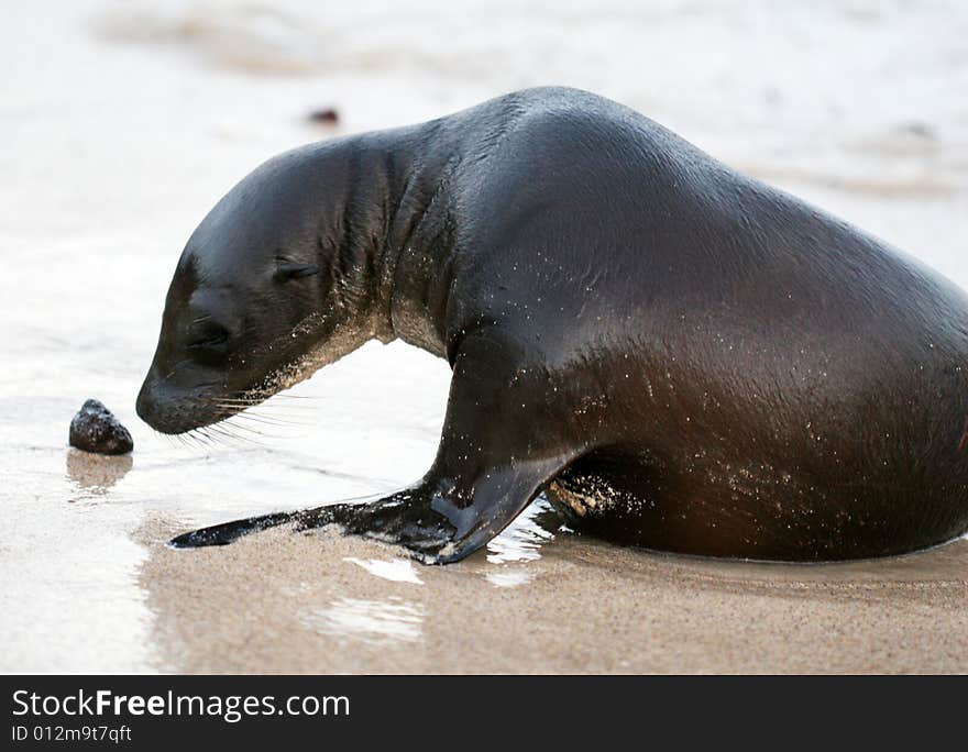 Young Sea Lion Playing