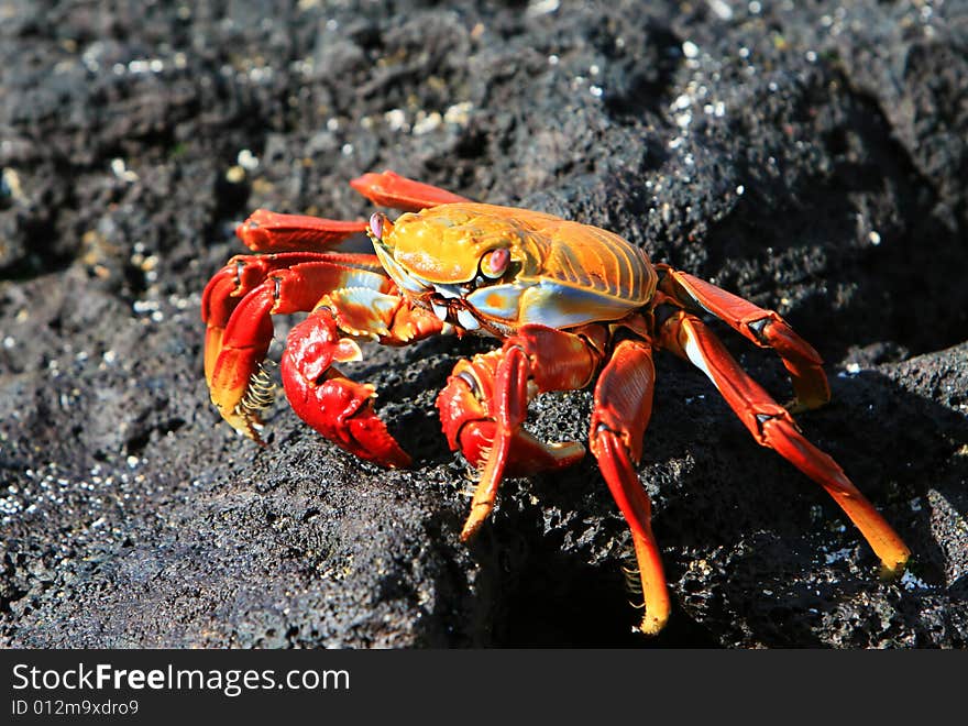 A Sally Lightfoot Crab on the volcanic rocks of the Galapagos Islands