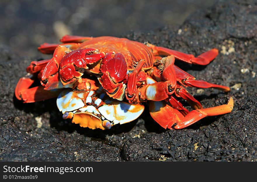 Sally Light Foot Crabs Mating on volcanic rocks - Galapagos Islands