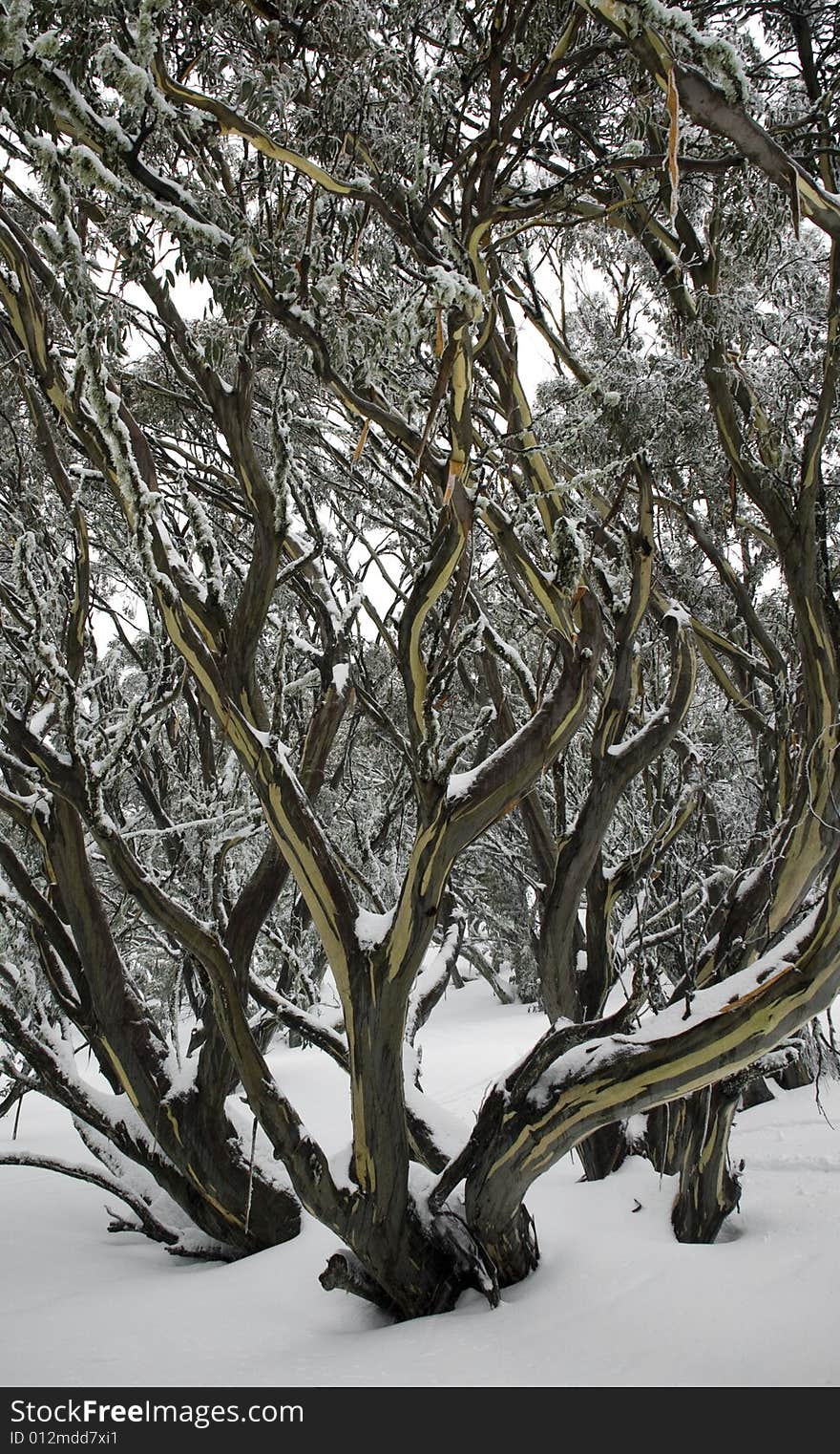 Tree in the snow with branches extending upwards. Tree in the snow with branches extending upwards.