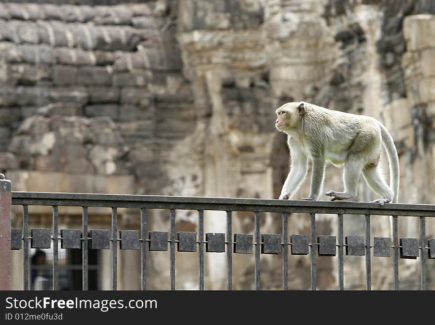 A smart monkey in a historical place. A smart monkey in a historical place