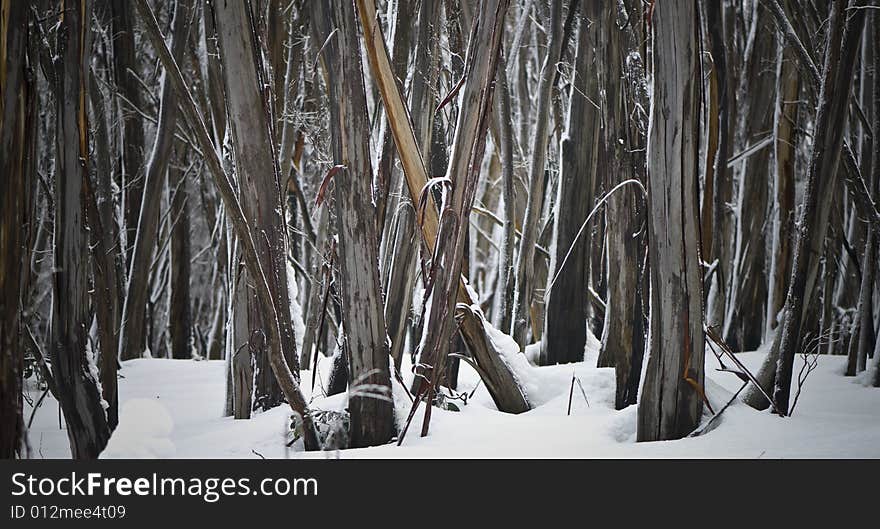 Trees in winder with freshly fallen snow sitting on branches. Two trees crossing over each other in middle of frame. Trees in winder with freshly fallen snow sitting on branches. Two trees crossing over each other in middle of frame.