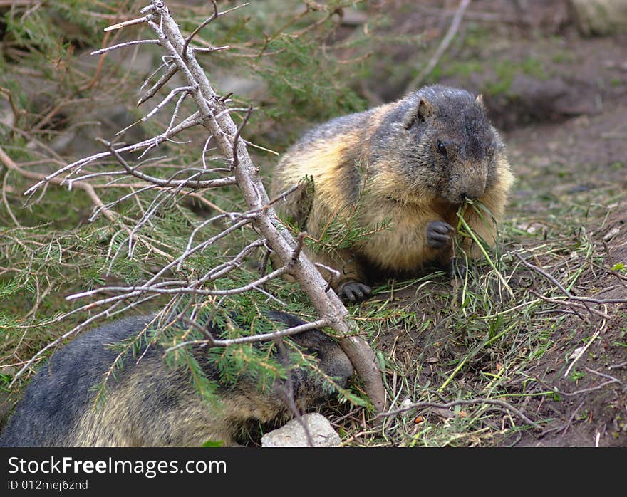 Two marmots eating