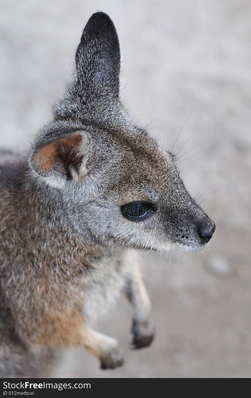 Wallaby