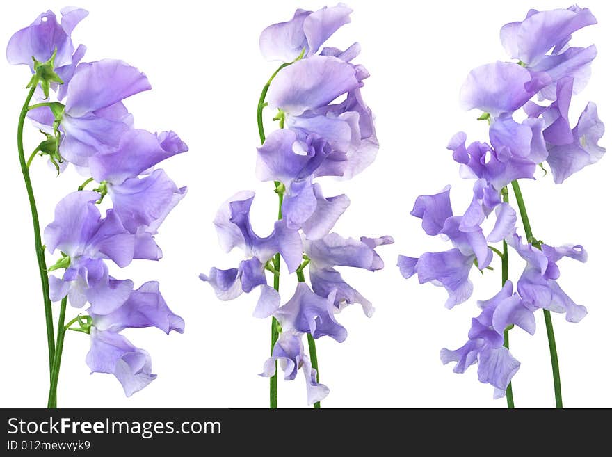 Beautiful blue flowers on a white background