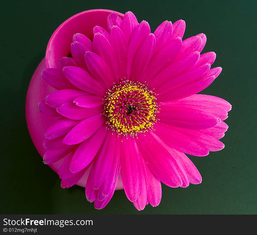 A bright purple gerbera in a purple rubber vase.