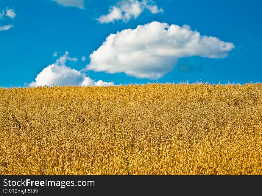 Cloud And Field